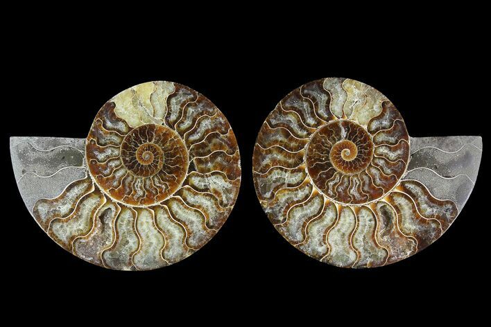 Agate Replaced Ammonite Fossil - Madagascar #169002